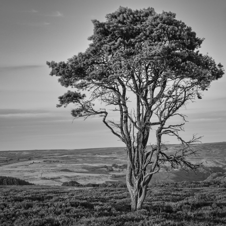 Solo moorland tree