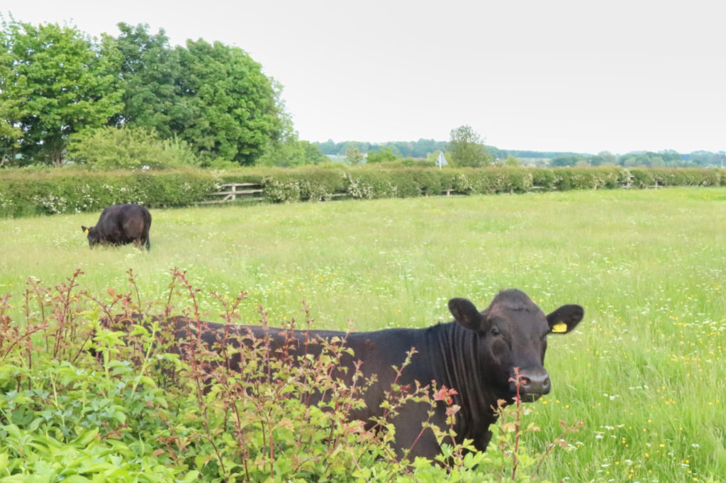 Cows in field, Fadmoor, North Yorkshire