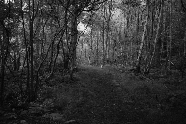 Trees, Lowna, North Yorkshire