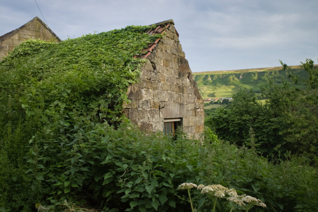Ivy on roof of old barn, Farndale