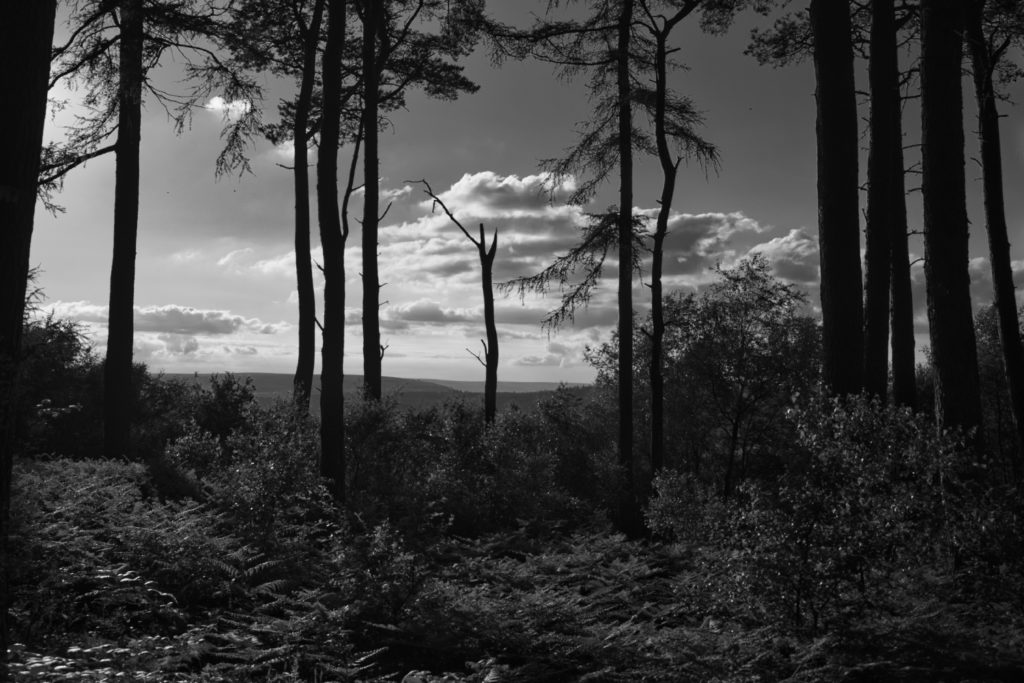 Woodland and early evening sky at Cawthorn Camps, North Yorkshire