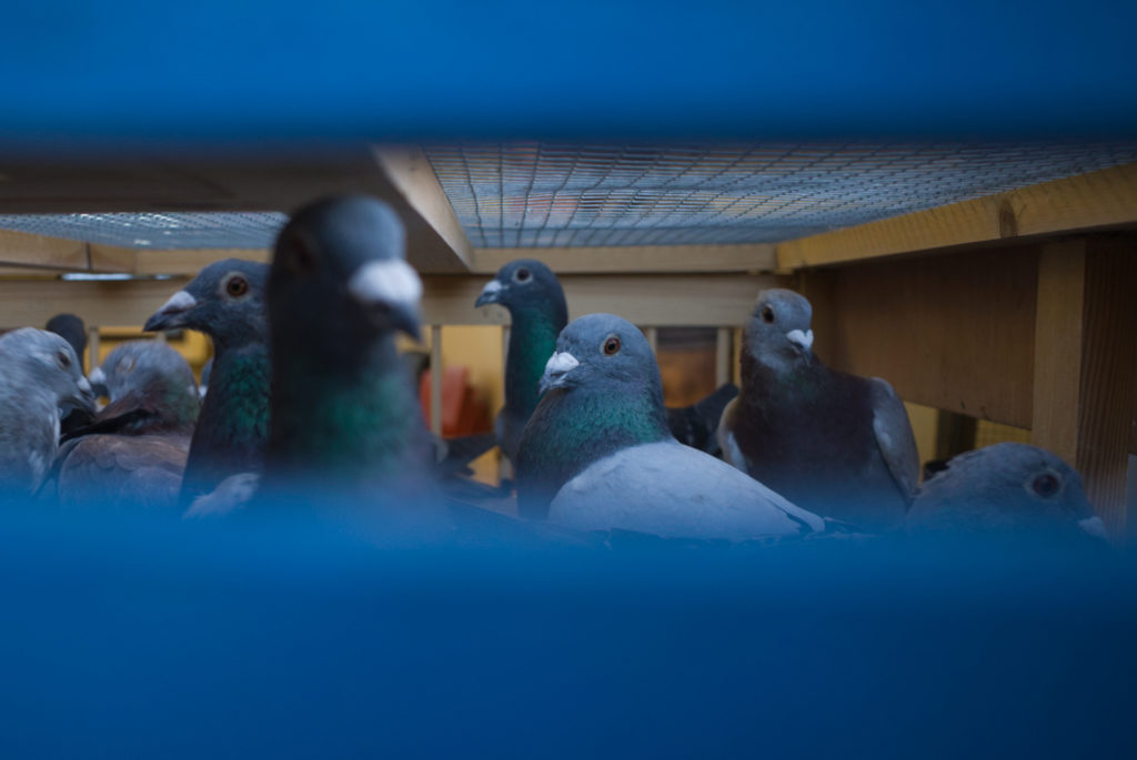 Pigeons in blue box