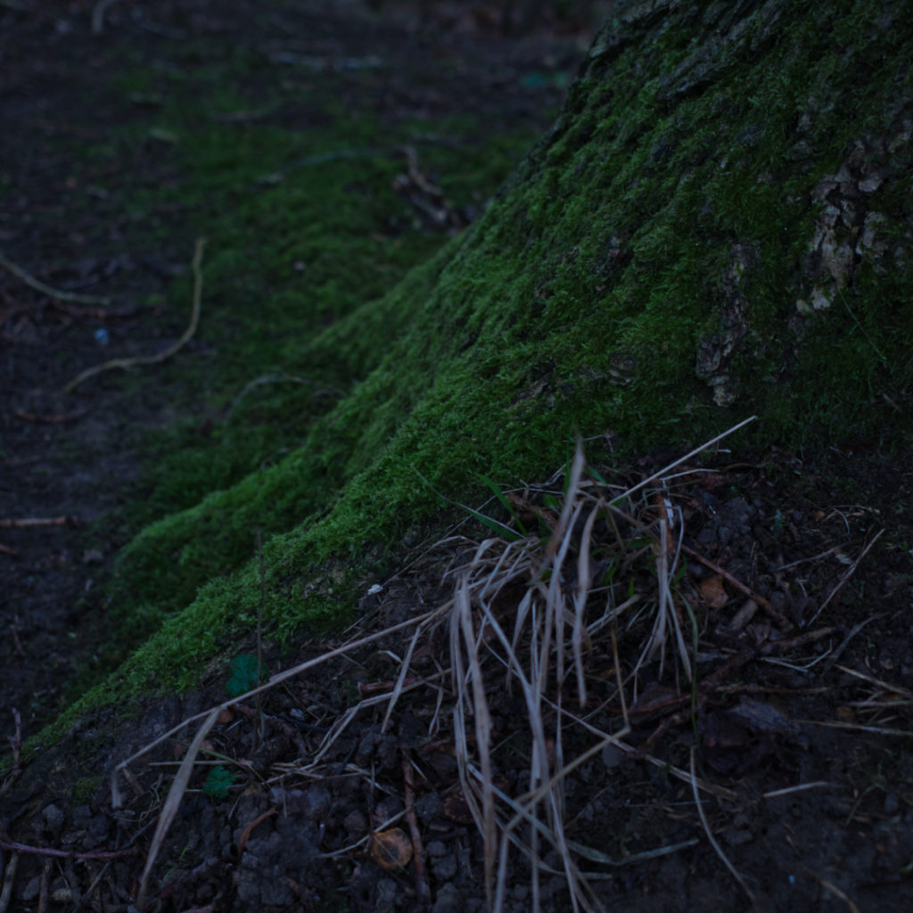 Moss on base of tree