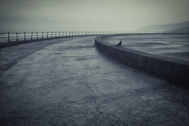 North Bay, Scarborough with crow