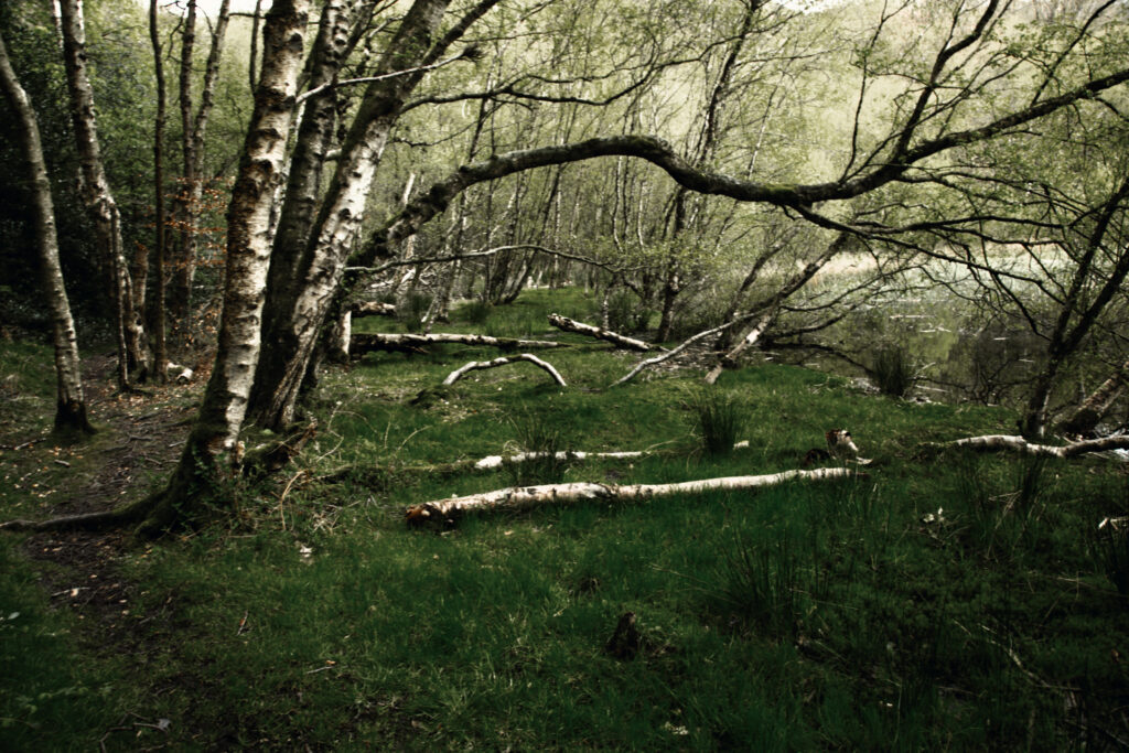 Silver birch trees at Gormire Lake