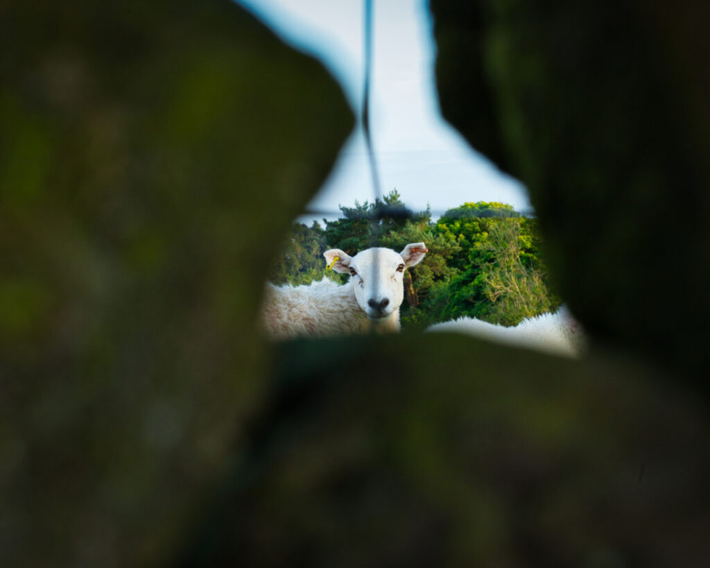 Framed sheep portrait