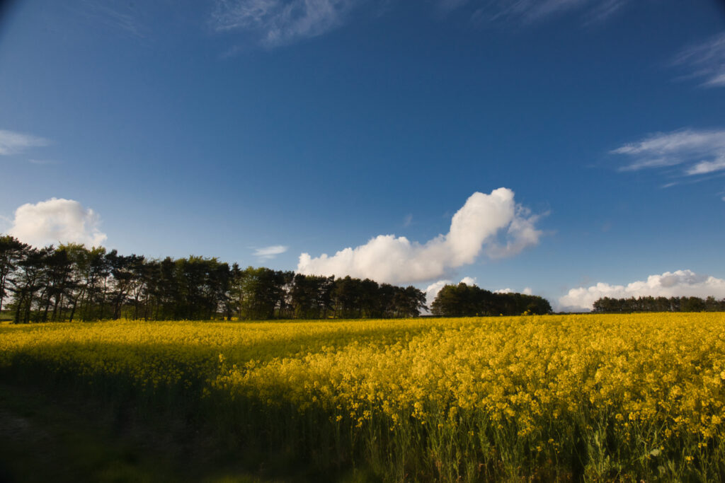 Fields of rapeseed, Kirkbymoorside, North Yorkshire