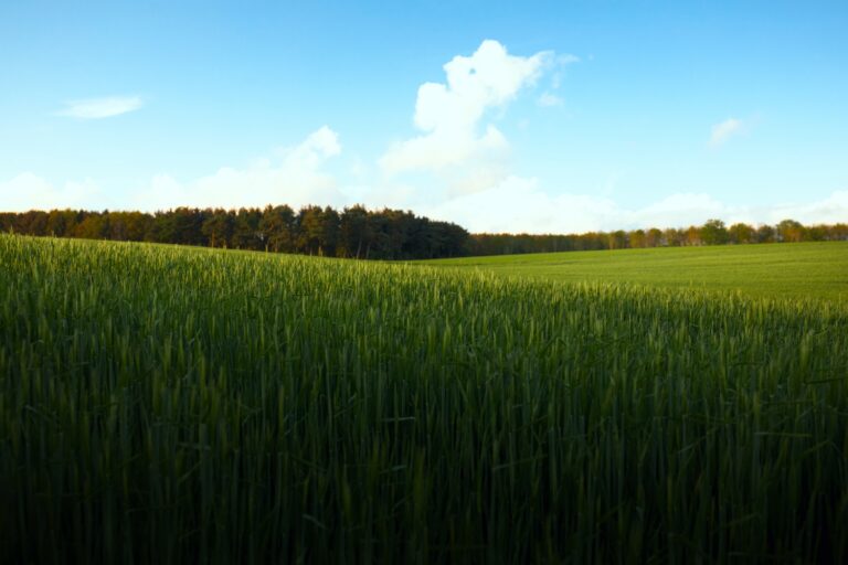 Wheat field in North Yorkshire