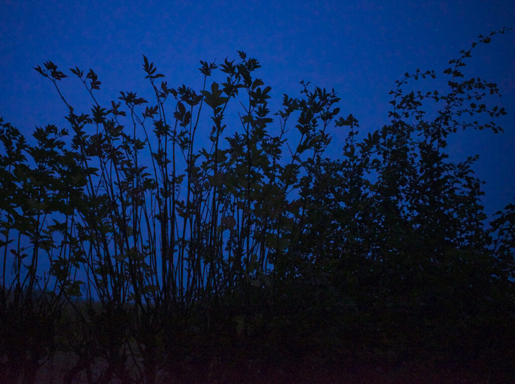 Dusk image of hedgerow