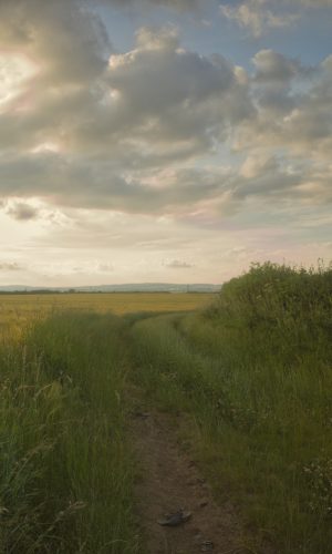 Yorkshire rape fields with yellow flowers and cloudy sky